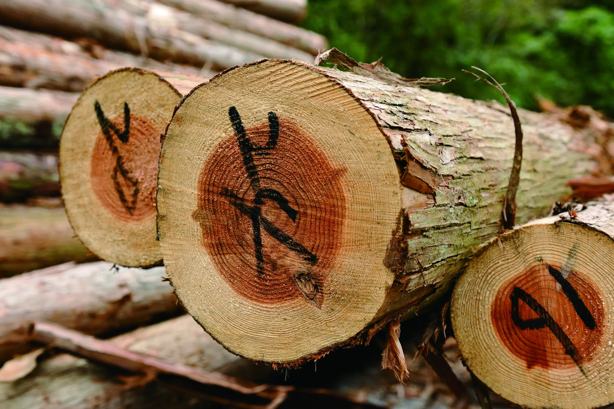 山で育った丸太が、住まいになるまで　素材の背景から設計する家づくり